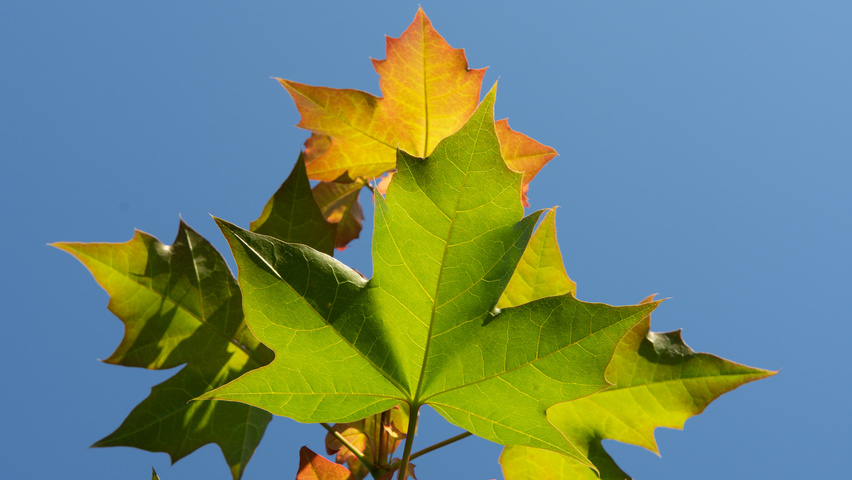 Acer PACIFIC SUNSET liście