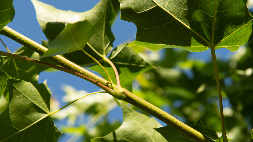 Acer PACIFIC SUNSET pędy