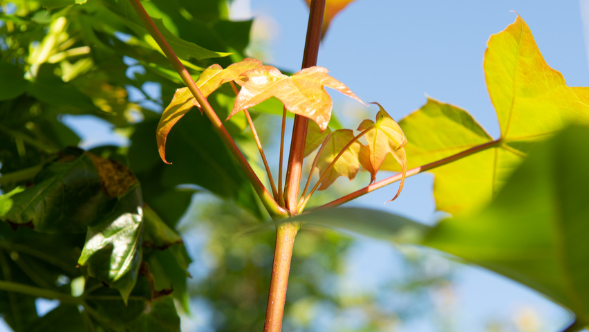 Acer PACIFIC SUNSET pędy