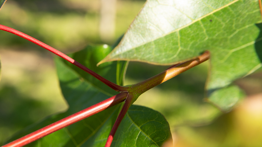Acer PACIFIC SUNSET pędy
