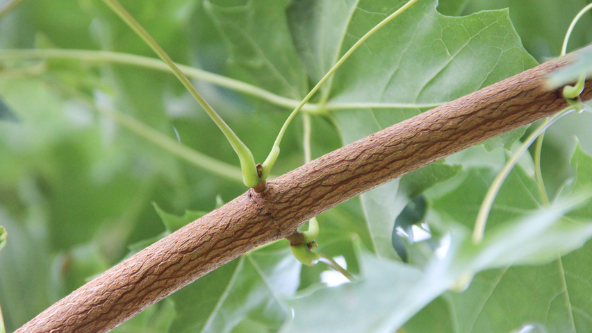 Acer PACIFIC SUNSET pędy