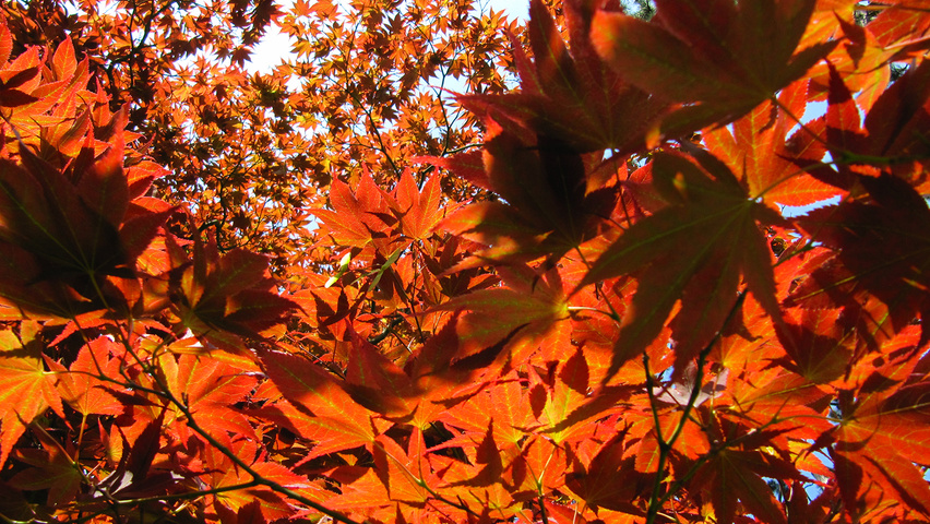 Acer palmatum 'Atropurpureum' liście jesienią