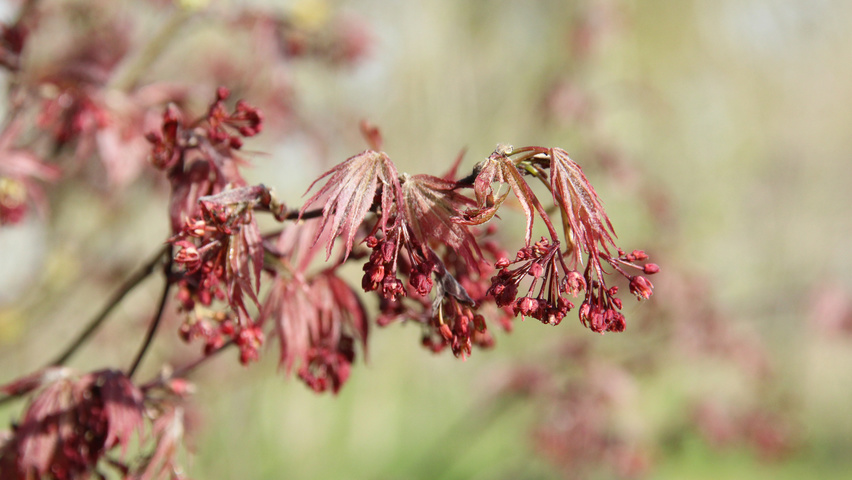 Acer palmatum 'Atropurpureum' kwiaty