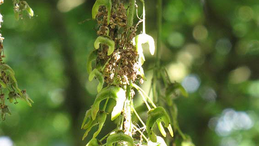 Acer palmatum 'Atropurpureum' owoce