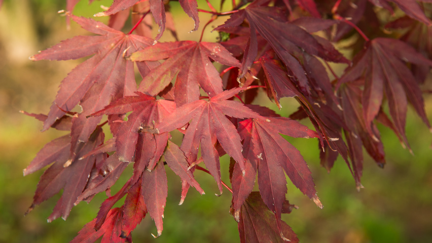 Acer palmatum 'Atropurpureum' liście