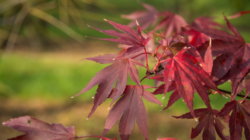 Acer palmatum 'Atropurpureum' liście