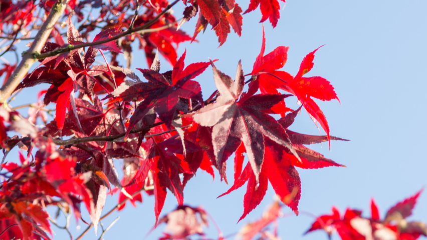 Acer palmatum 'Atropurpureum' liście