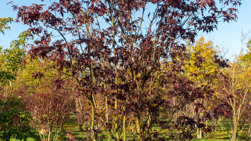 Acer palmatum 'Atropurpureum' wielopniowy