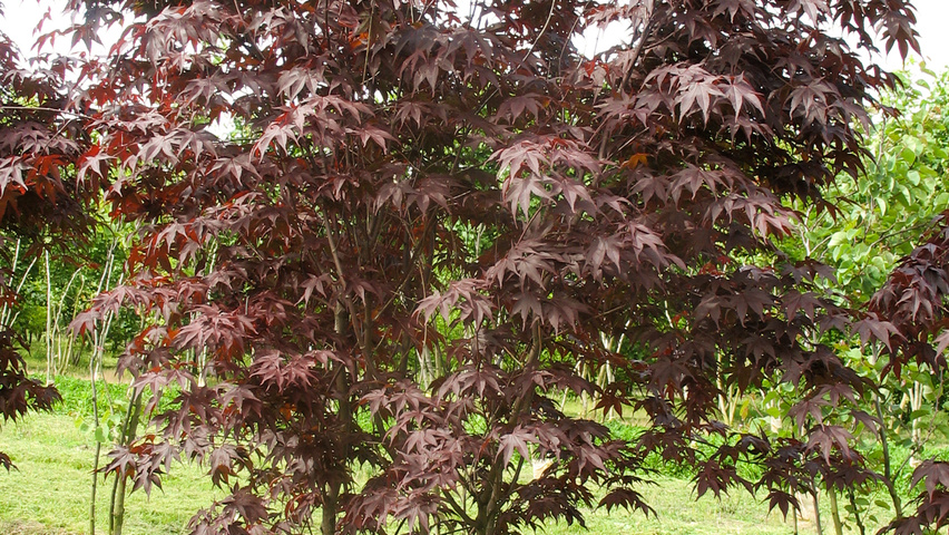 Acer palmatum 'Atropurpureum' wielopniowy