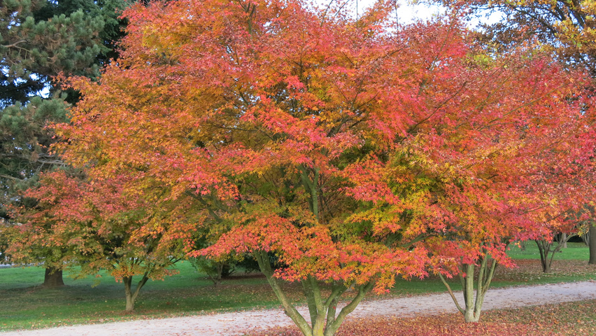 Acer palmatum 'Atropurpureum' krzewy soliterowe