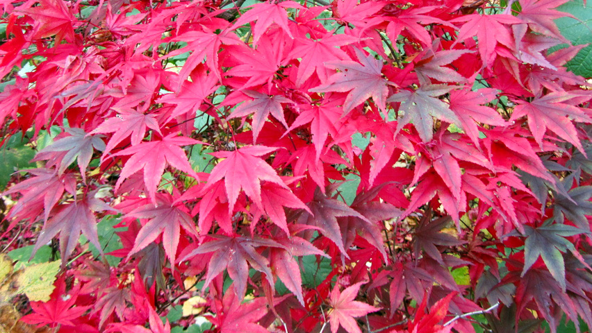 Acer palmatum 'Bloodgood' осенняя  листьев