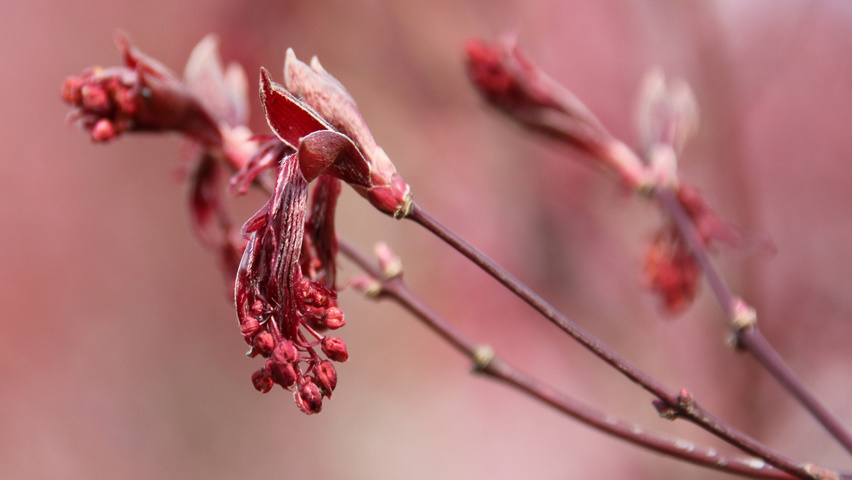 Acer palmatum 'Bloodgood' цветки