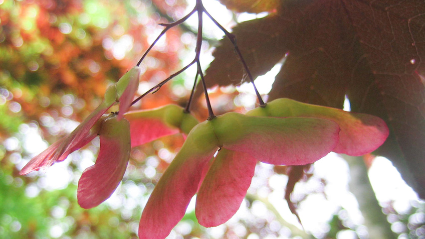 Acer palmatum 'Bloodgood' плоды