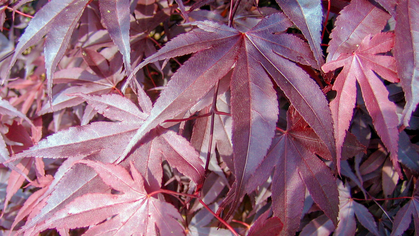 Acer palmatum 'Bloodgood' листья