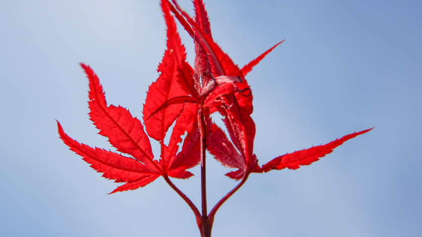 Acer palmatum 'Bloodgood' листья