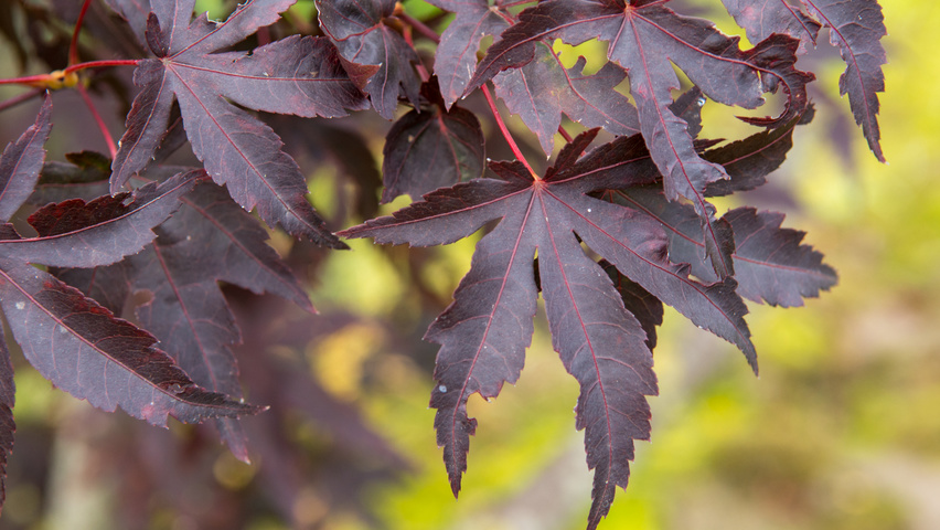 Acer palmatum 'Bloodgood' листья