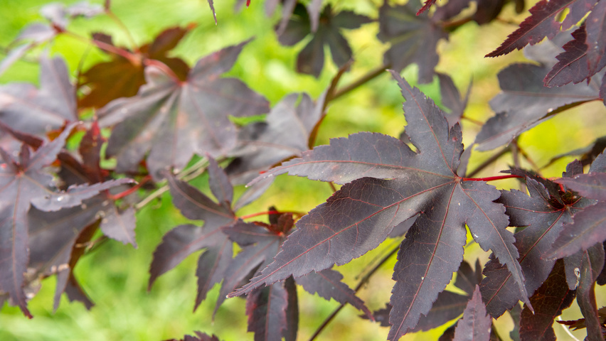 Acer palmatum 'Bloodgood' листья