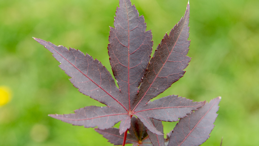 Acer palmatum 'Bloodgood' листья