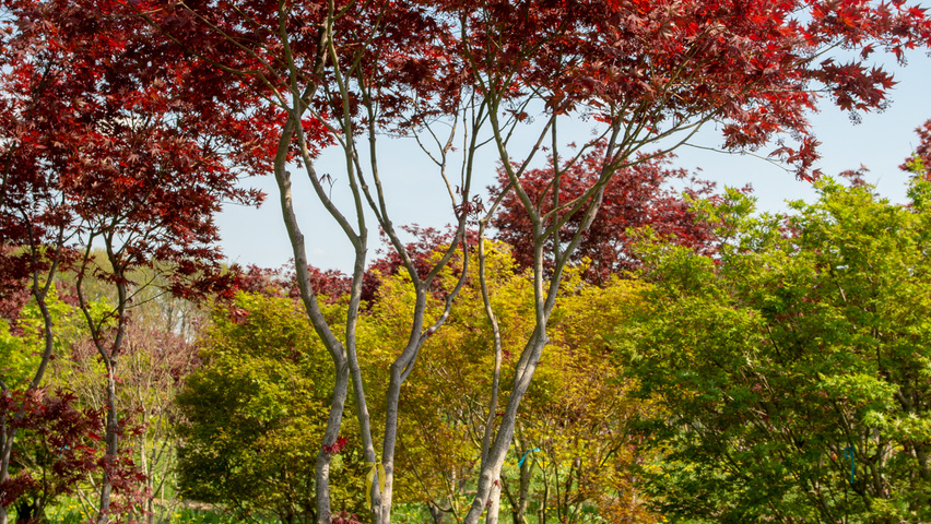 Acer palmatum 'Bloodgood' Многоствольные зонтичные формы