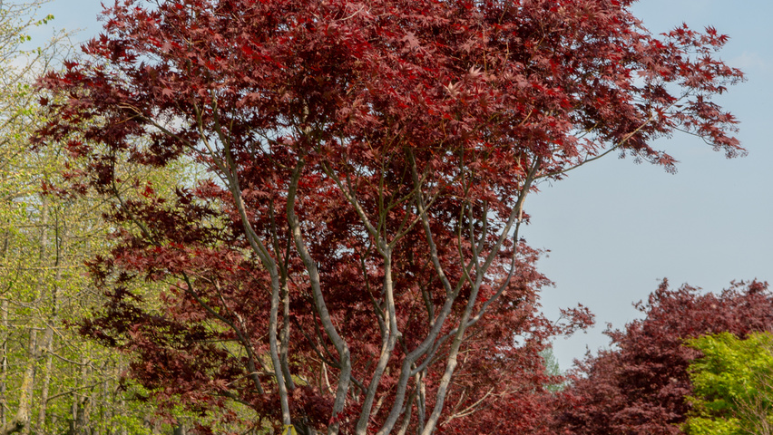 Acer palmatum 'Bloodgood' Многоствольные зонтичные формы