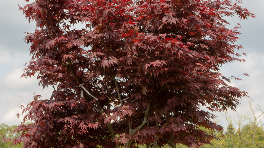 Acer palmatum 'Bloodgood' Многоствольные зонтичные формы