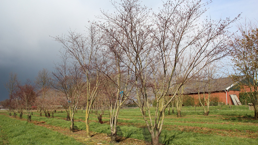 Acer palmatum 'Bloodgood' Многоствольные зонтичные формы