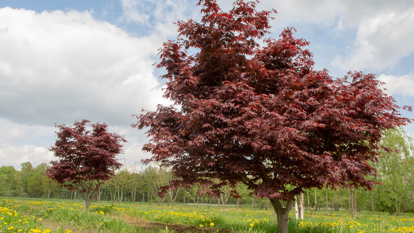 Acer palmatum 'Bloodgood' Кустарники-солитеры