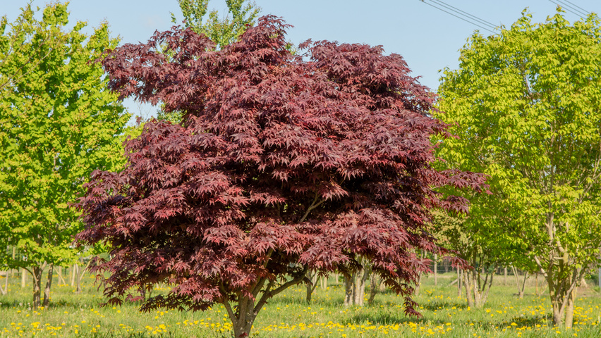 Acer palmatum 'Bloodgood' Кустарники-солитеры