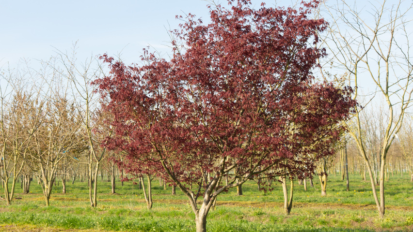 Acer palmatum 'Bloodgood' Кустарники-солитеры