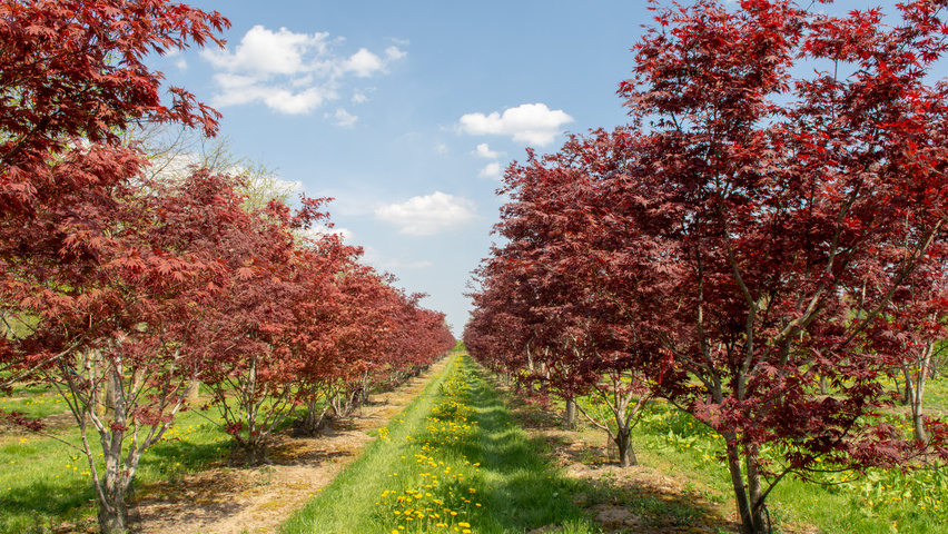 Acer palmatum 'Bloodgood' Кустарники-солитеры