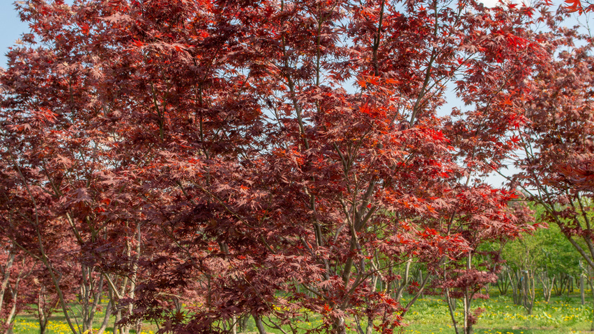 Acer palmatum 'Bloodgood' Кустарники-солитеры