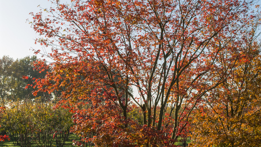 Acer palmatum 'Bloodgood' Кустарники-солитеры