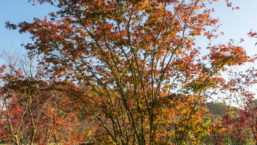 Acer palmatum 'Bloodgood' Кустарники-солитеры