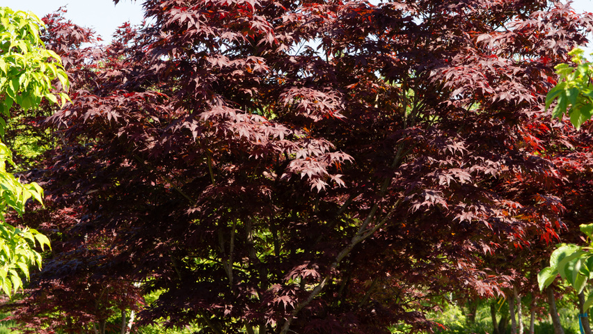 Acer palmatum 'Bloodgood' Кустарники-солитеры