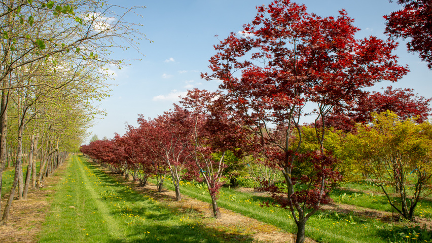 Acer palmatum 'Bloodgood' Кустарники-солитеры