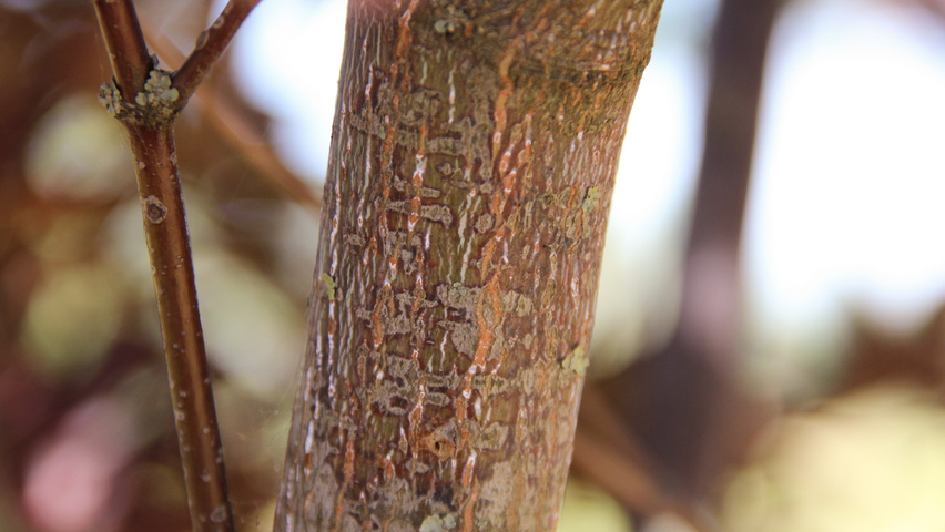 Acer palmatum 'Bloodgood' ветви