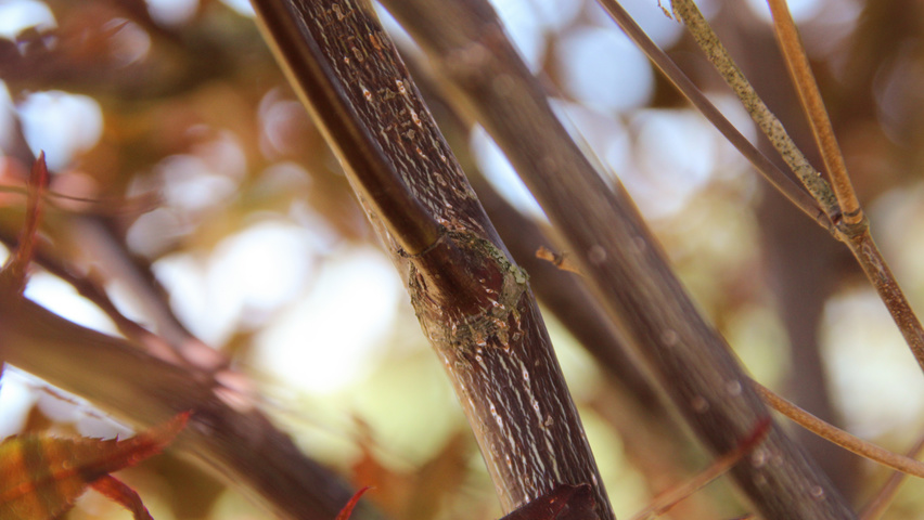 Acer palmatum 'Bloodgood' ветви