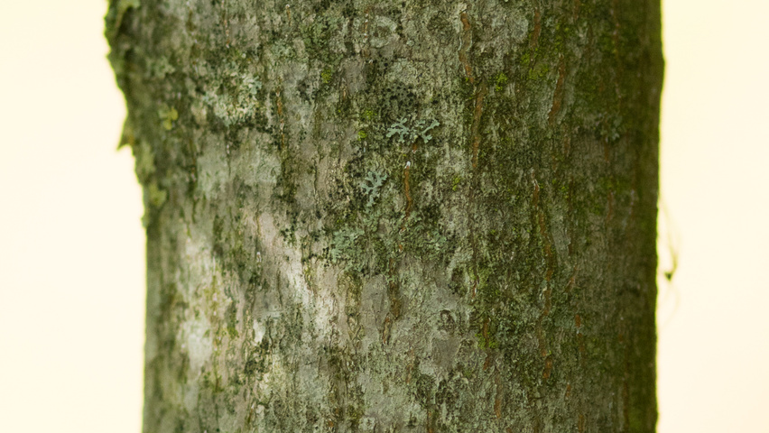 Acer palmatum 'Chitoseyama' bast