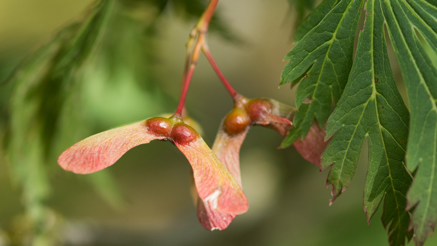 Acer palmatum 'Chitoseyama' vrucht