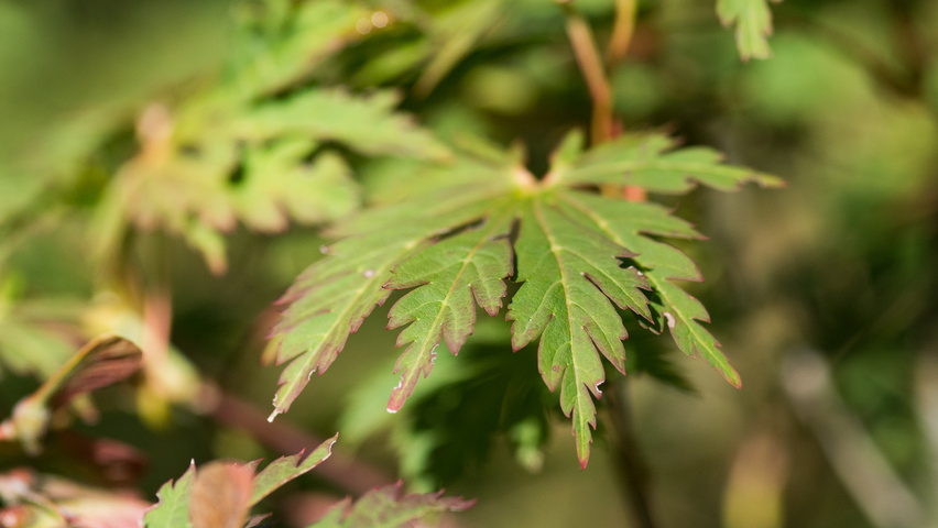 Acer palmatum 'Chitoseyama' blad