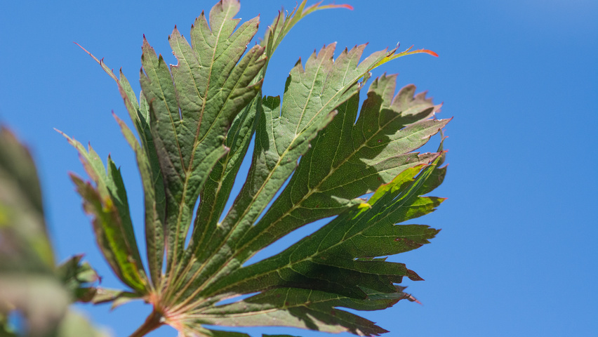 Acer palmatum 'Chitoseyama' blad