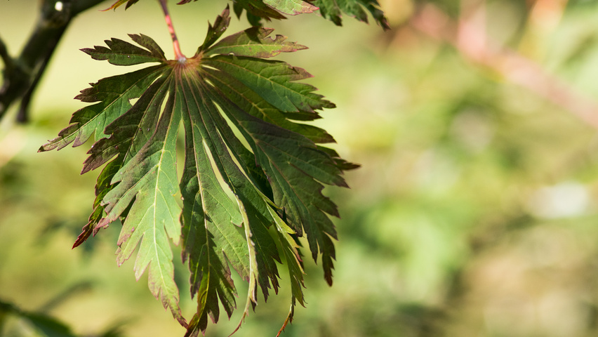 Acer palmatum 'Chitoseyama' blad
