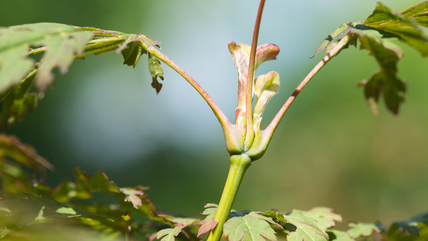Acer palmatum 'Chitoseyama' twijgen