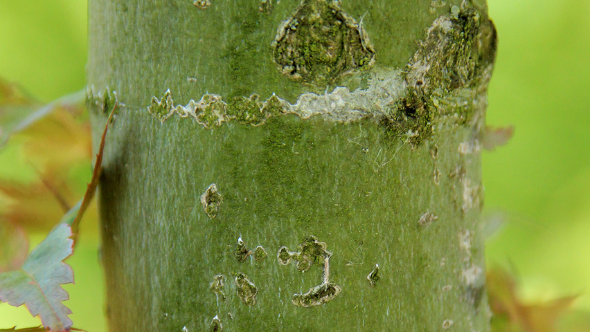 Acer palmatum 'Deshôjô' Rinden