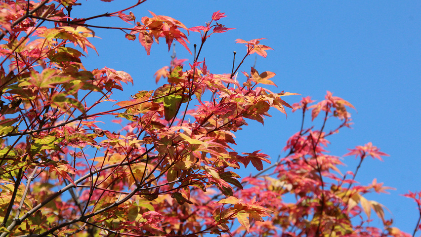 Acer palmatum 'Deshôjô' Blatt