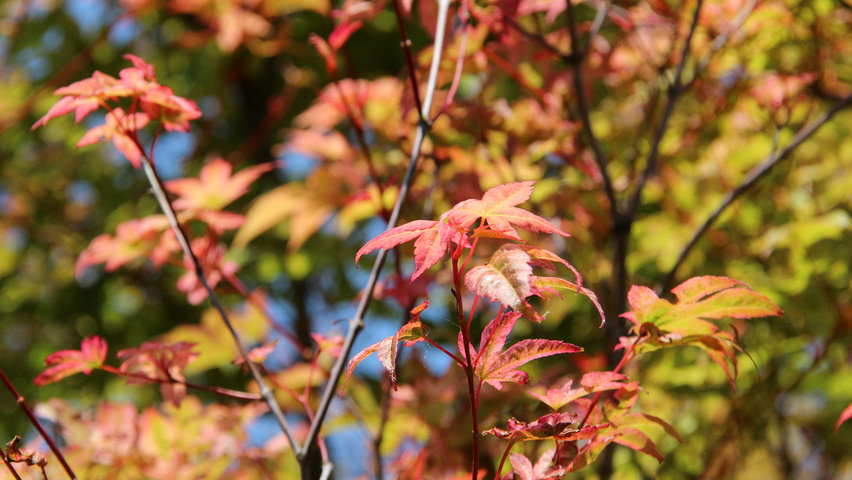 Acer palmatum 'Deshôjô' Blatt