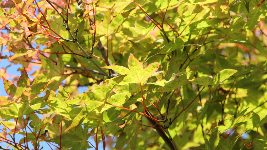 Acer palmatum 'Deshôjô' Blatt