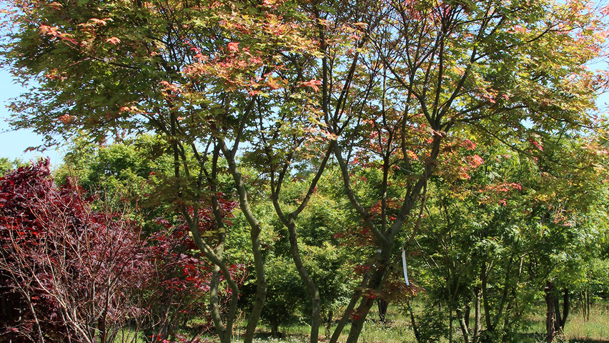 Acer palmatum 'Deshôjô' mehrstämmige Schirmform