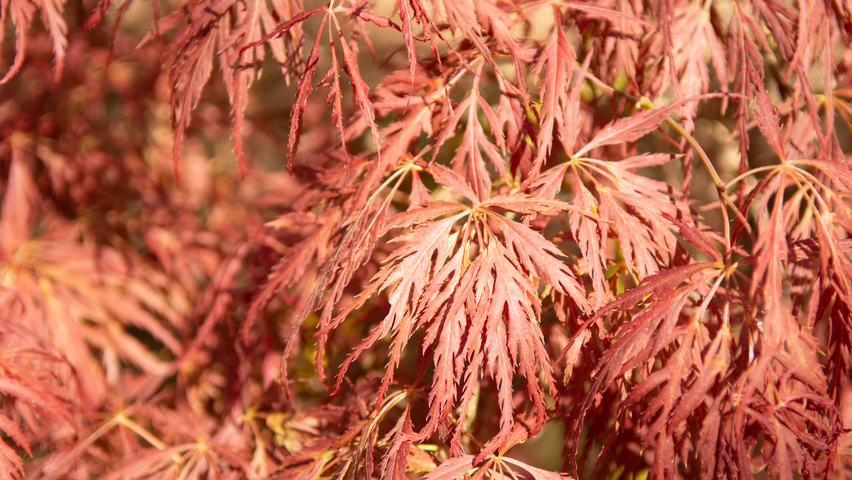 Acer palmatum 'Dissectum' herfstblad