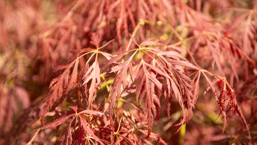 Acer palmatum 'Dissectum' herfstblad